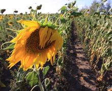 Врожай соняшника у Запорізькій області страждає через ґрунтову посуху